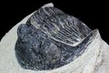 Bargain, Hollardops Trilobite - Visible Eye Facets #105979-3